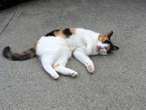 Meet your Posher, Mei lan